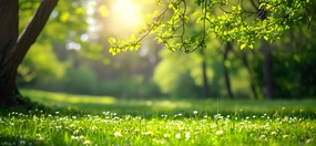 绿色树木草地春意盎然风景摄影图片